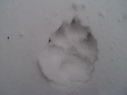 Výprava do zimního lesa